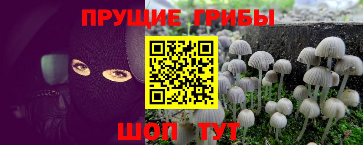 Галлюциногенные грибы Cubensis  Вход с VPN  Усть-Джегута  Галлюциногенные грибы прущие грибы 