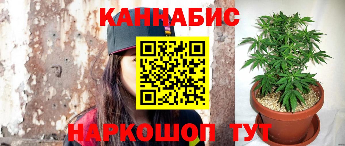 Канабис планчик  Канабис сатива  Усть-Джегута  Вход с VPN  Канабис план 